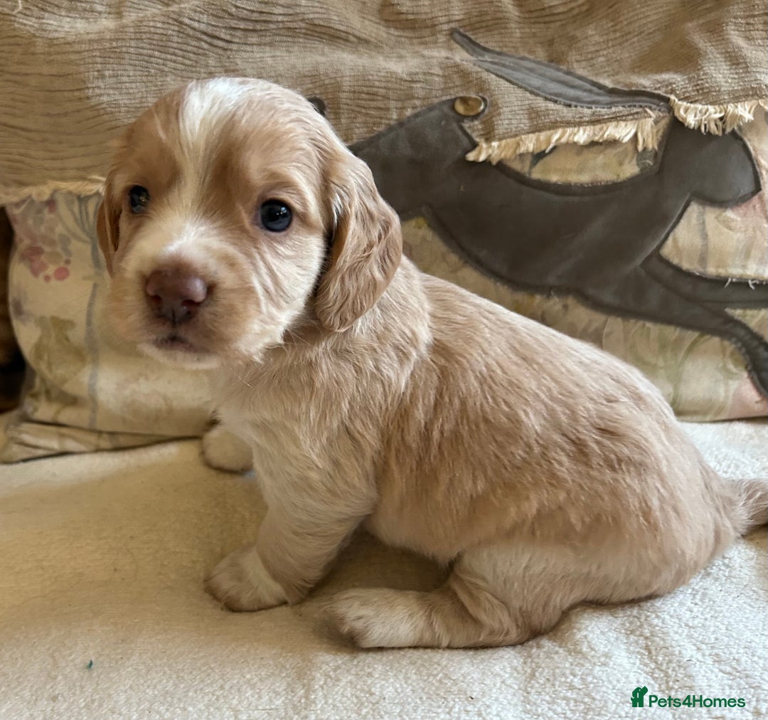 Cocker Spaniel dogs for sale: STUNNING WORKING COCKER SPANIEL PUPS - Advert 10