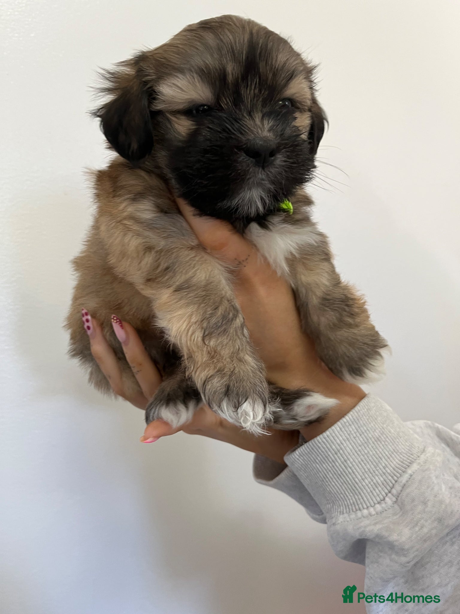 Lhasa Apso dogs Lhasa apso puppies for sale 🐶🐶🐶 - Advert 1