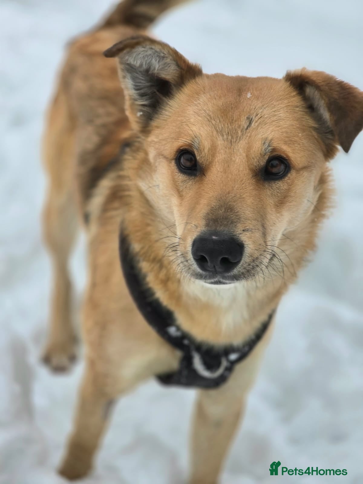 Mixed Breed dogs 💙🐶 CACTUS (YANIK) – THE DOG WHO WINS EVERY HEART - Advert 3