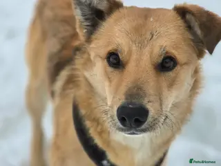 Mixed Breed dogs 💙🐶 CACTUS (YANIK) – THE DOG WHO WINS EVERY HEART - Advert 3