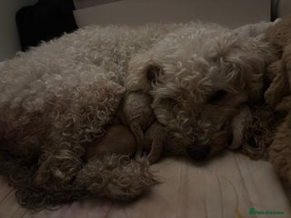 Miniature Poodle dogs - Advert 1