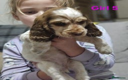 Cocker Spaniel dogs for sale: stunning show cockers - Image 24