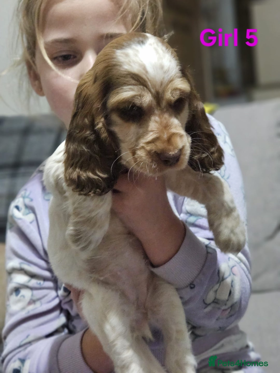 Cocker Spaniel dogs for sale: stunning show cockers - Image 24