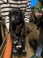 Mixed Breed dogs Welsh collie x red fox Labrador - Advert 13