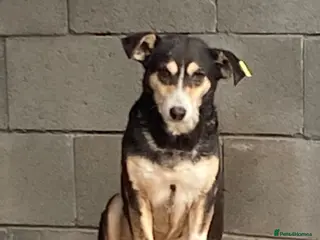 Mixed Breed dogs Sybil, Approx 7 years. Available for adoption. - Advert 5