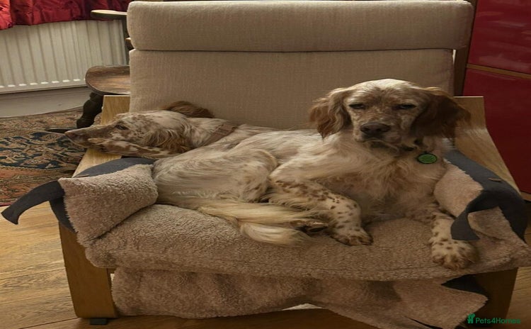 English Setter dogs - Advert 5