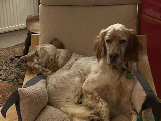 English Setter dogs Hans - Advert 16