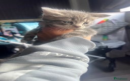 Mixed Breed cats for sale: 3 beautiful baby’s looking for their loving home  - Image 26