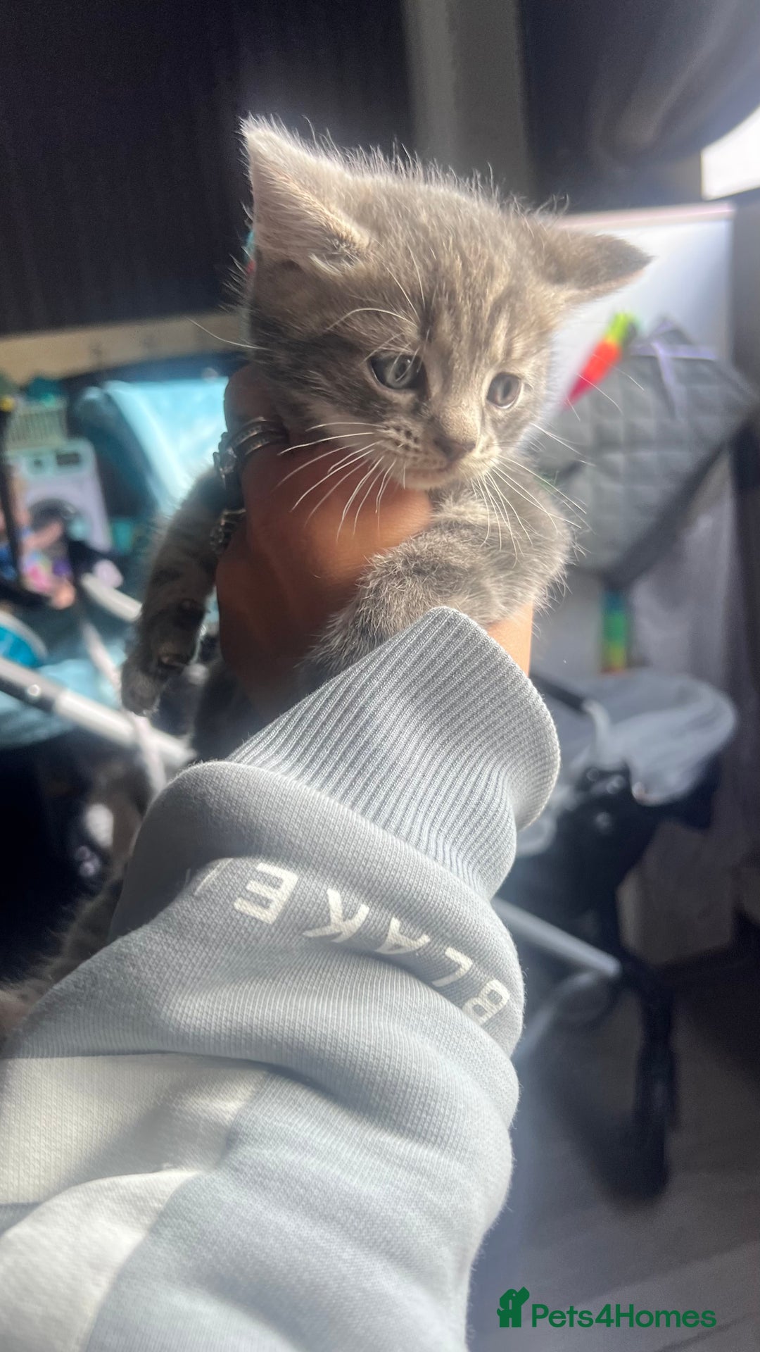 Mixed Breed cats for sale: 3 beautiful baby’s looking for their loving home  - Image 26