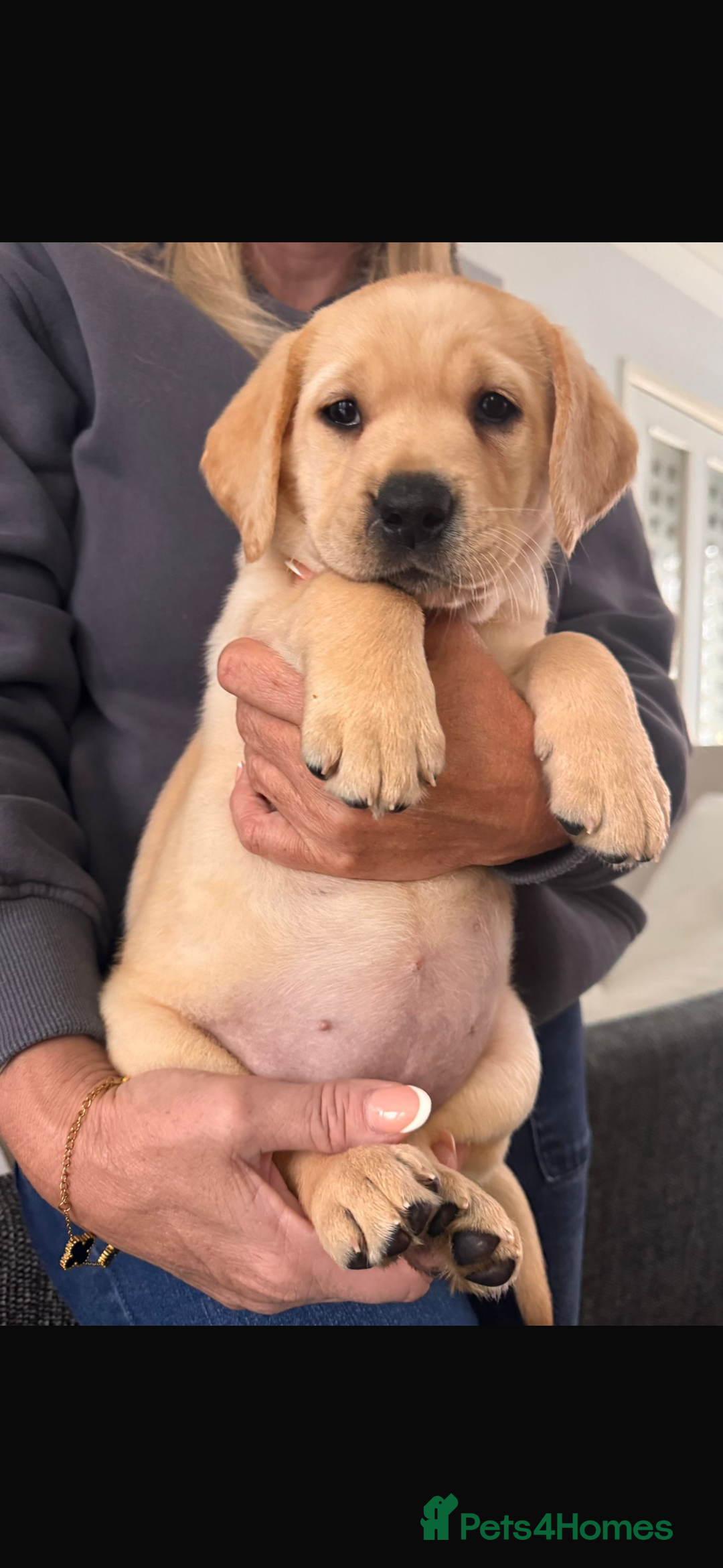 Labrador Retriever dogs for sale: Stunning litter of Labrador puppies - Advert 19