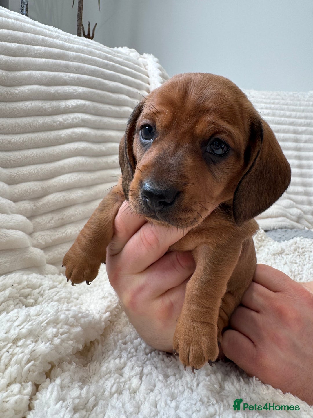Dachshund dogs for sale: Beautiful Standard Dachshund Puppies - Advert 3