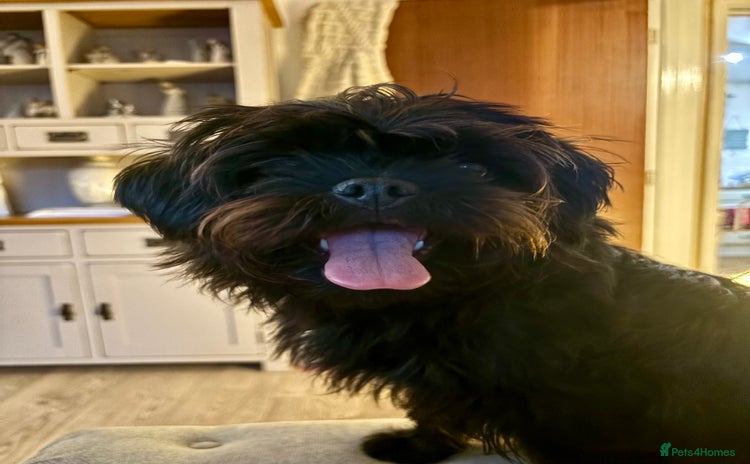 Mixed Breed dogs - Advert 5