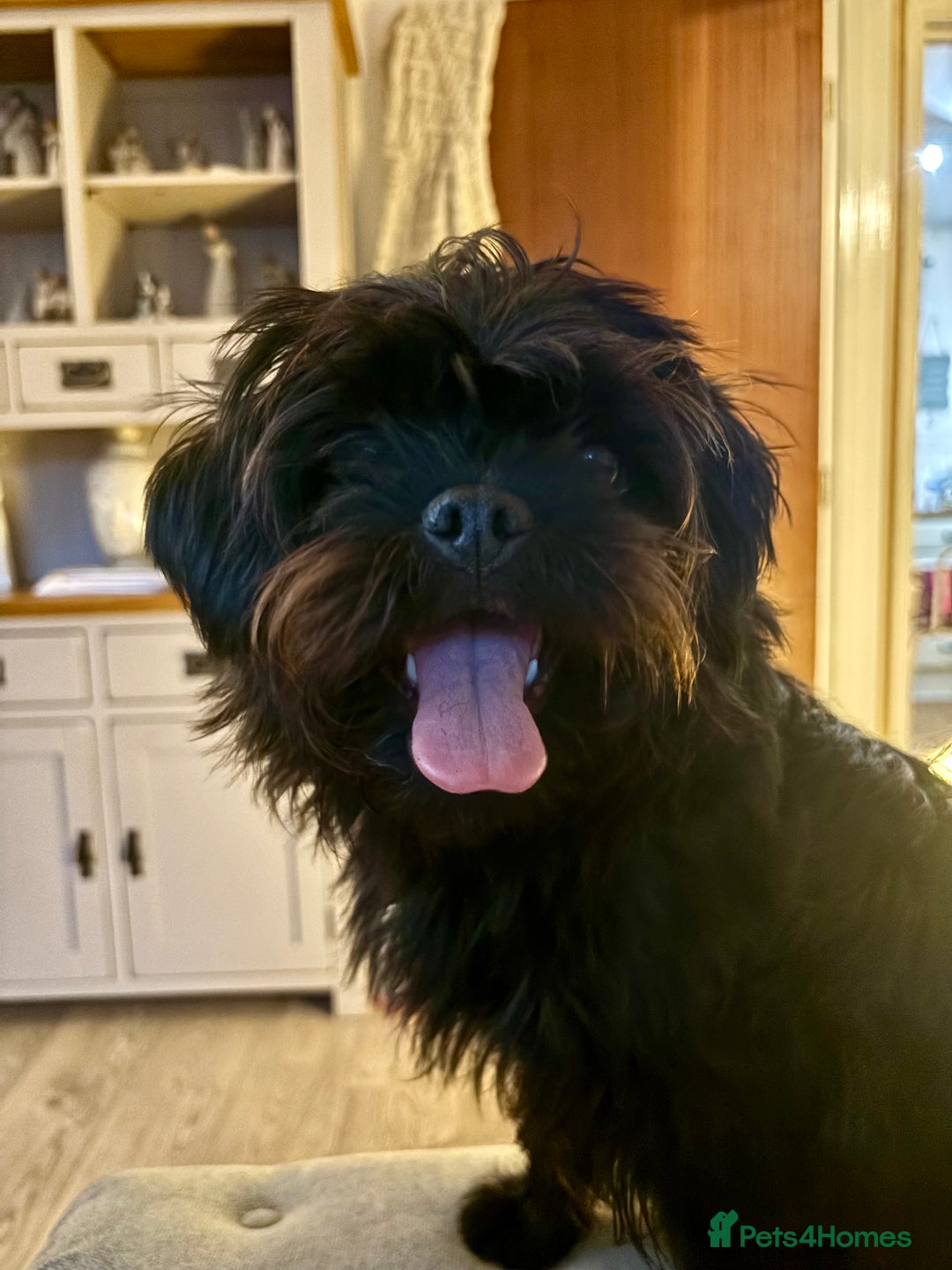 Mixed Breed dogs for sale: Pug x toy poodle - Image 1