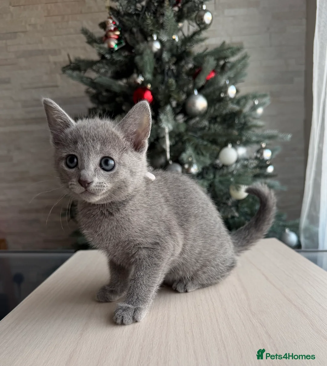 Russian Blue cats for sale: Russian blue TICA registered kittens  - Advert 12
