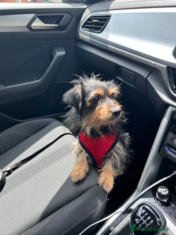 Mixed Breed dogs - Advert 1