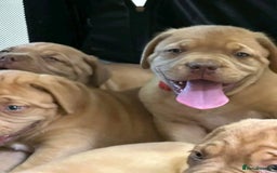 Dogue De Bordeaux dogs for sale: Dogue de Bordeaux puppies now available! - Image 8