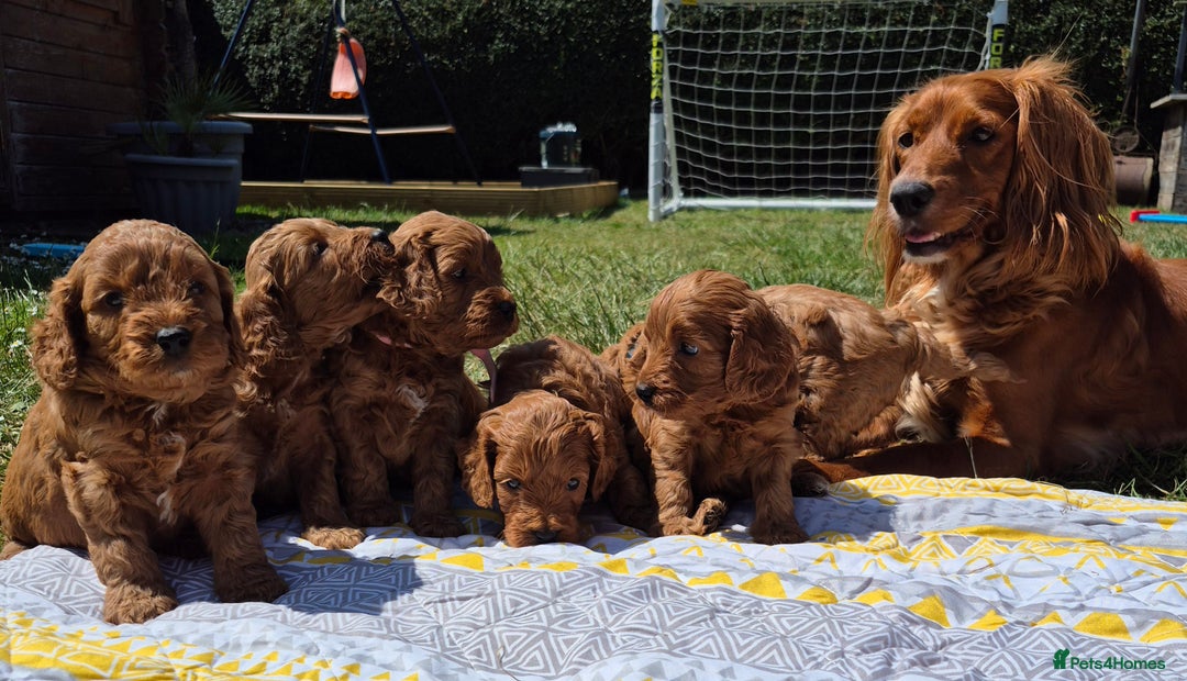 Cockapoo dogs for sale: Beautiful Red Cockapoos  in Bridgwater - Image 30