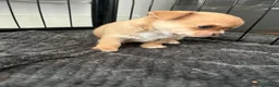 Chihuahua dogs for sale: Chihuahua puppies 2 boys kc registered  - Advert 20
