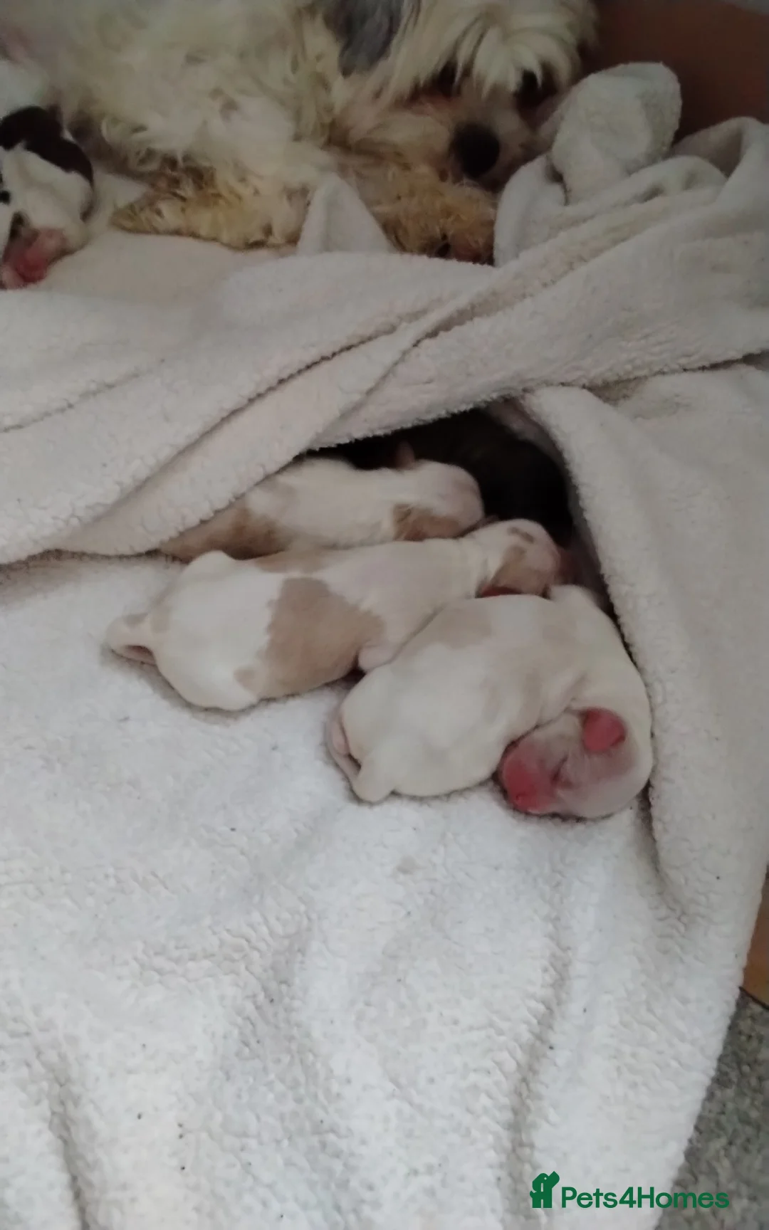 Cava Tzu dogs for sale: 6 beautiful baby's  - Advert 2