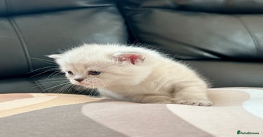 British Shorthair cats - Advert 12