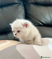 British Shorthair cats - Advert 12