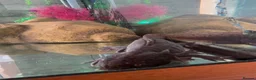 Axolotl reptiles for sale: 2 male axolotls in Stoke-on-Trent - Advert 4