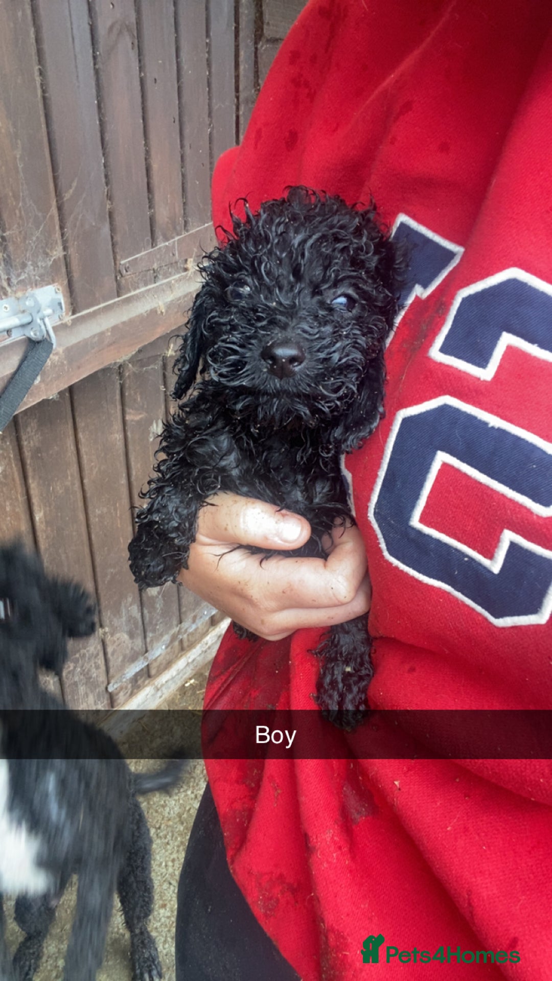 Cockapoo dogs for sale: Cockapoo pups for sale - Image 3
