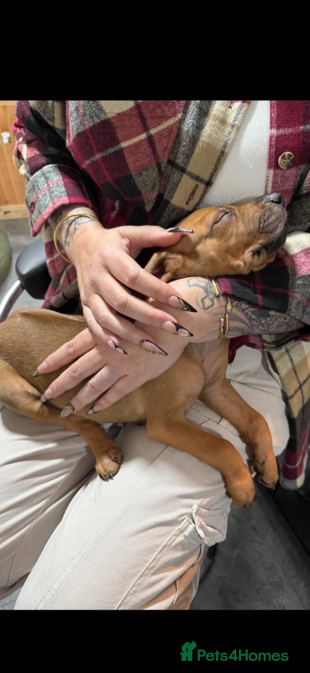 Rhodesian Ridgeback dogs for sale: KC registered Rhodesian Ridgeback (male) in Gateshead - Advert 33