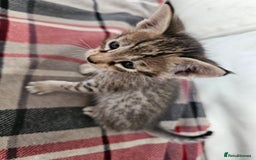 Savannah cats for sale: F4 Savannah Kittens 3x Brown Spotted 2x Melanistic - Image 12