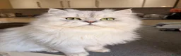 Persian cats for sale: Persian chinchilla/BSH kittens ready to leave ❤️ - Advert 1