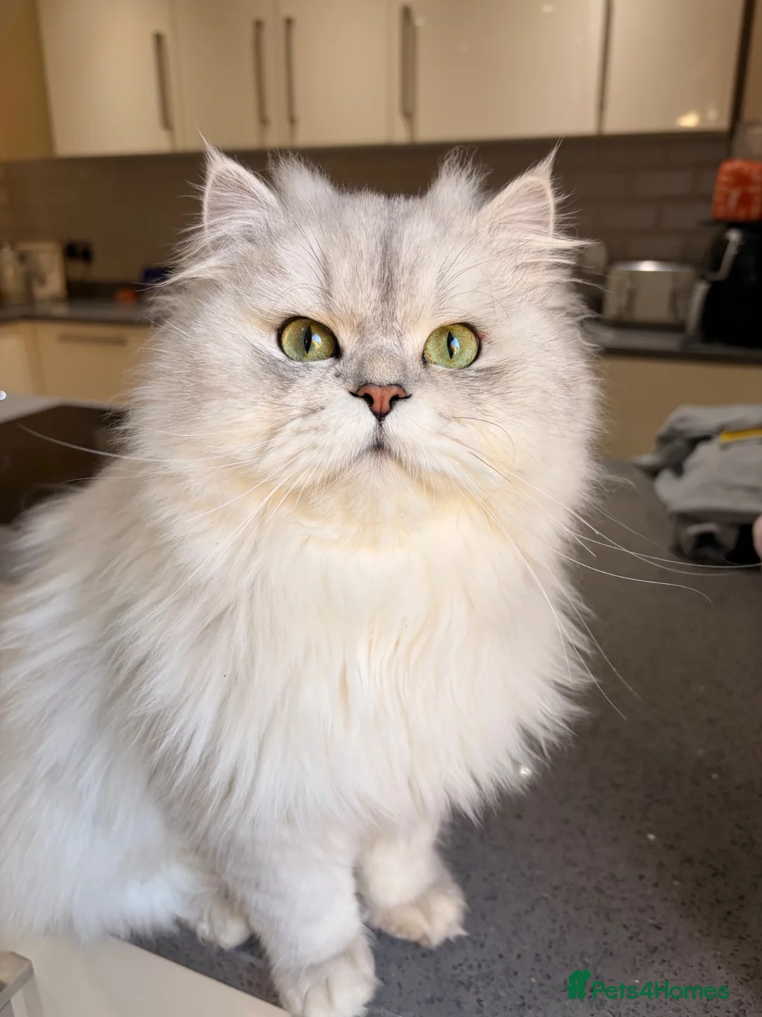 Persian cats for sale: Persian chinchilla/BSH kittens ready to leave ❤️ - Advert 1