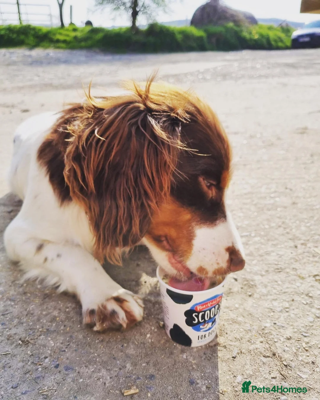 Cocker Spaniel dogs for stud: KC HEALTH TESTED PROVEN COCKER AT STUD in Shaftesbury - Advert 3