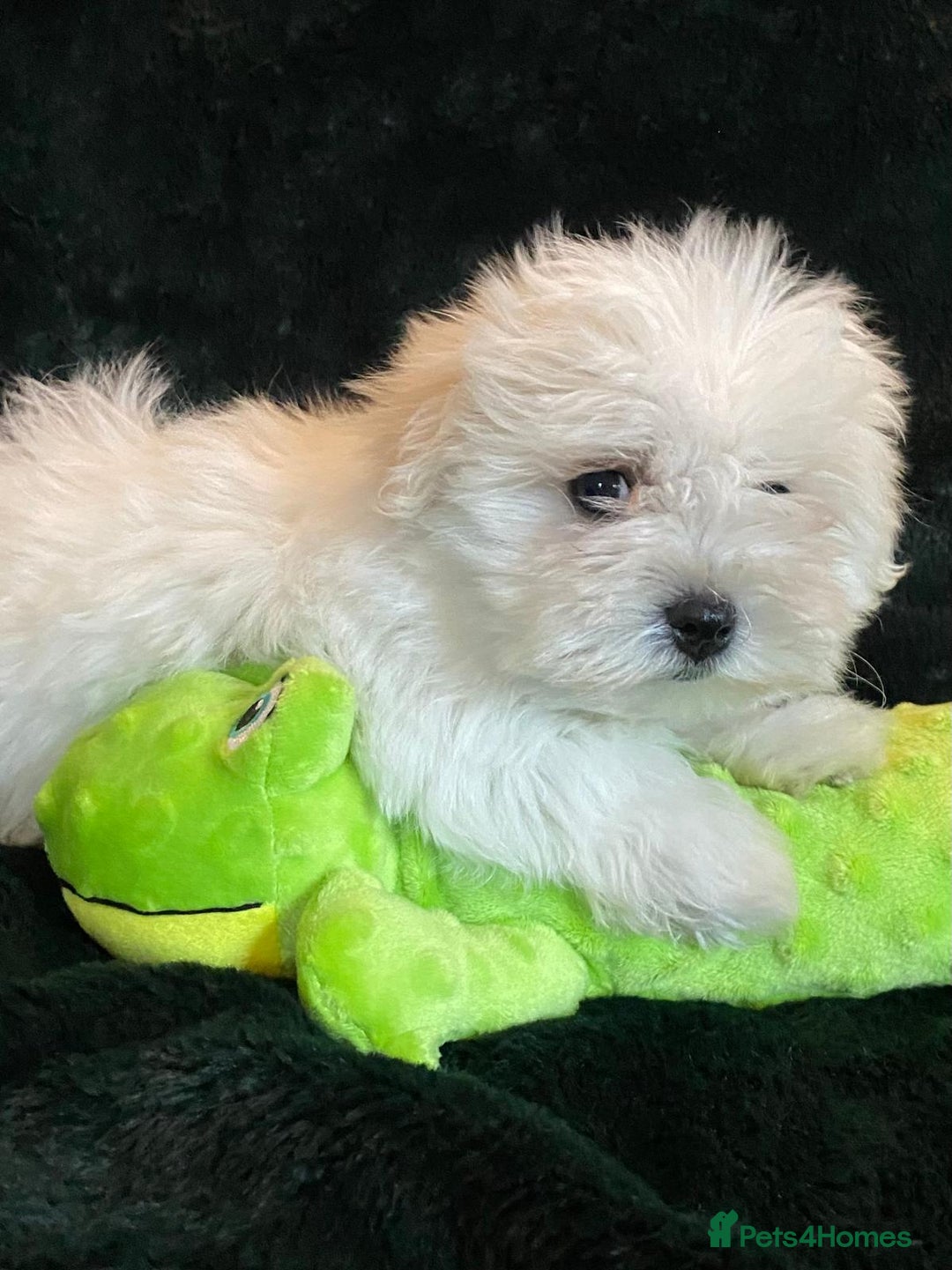 Maltese dogs for sale: Maltese puppies for sale  - Advert 11