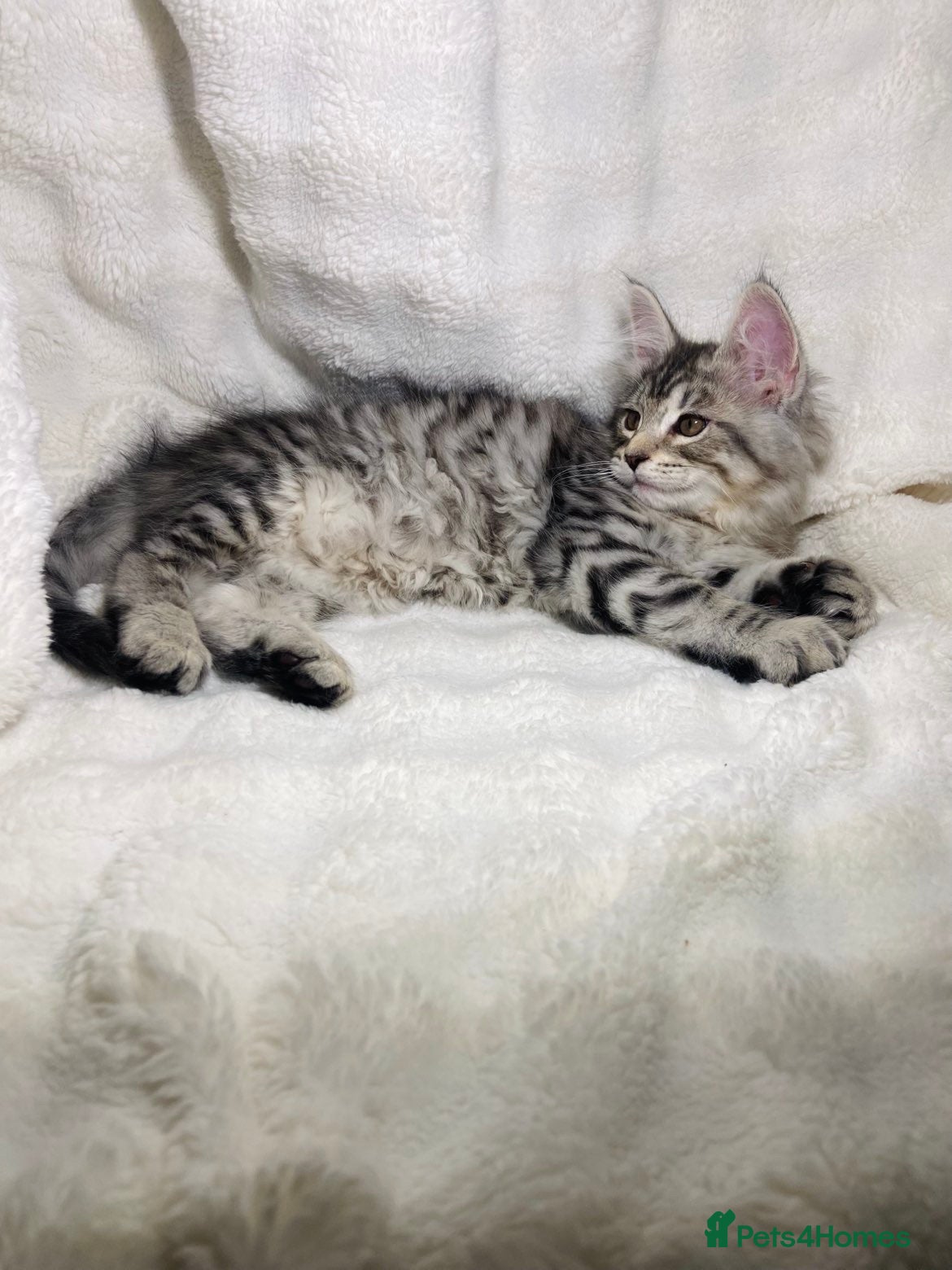 Maine Coon cats Purebreed Grey Maincoon Ready For Rehoming  - Advert 9