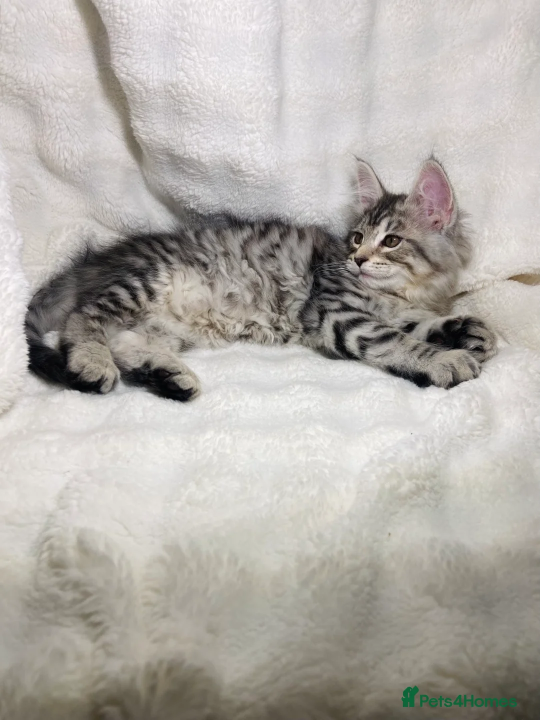 Maine Coon cats for sale: Purebreed Grey Maincoon Ready For Rehoming  - Advert 2