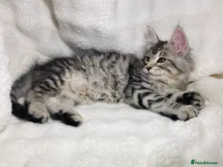 Maine Coon cats Purebreed Grey Maincoon Ready For Rehoming - Advert 9