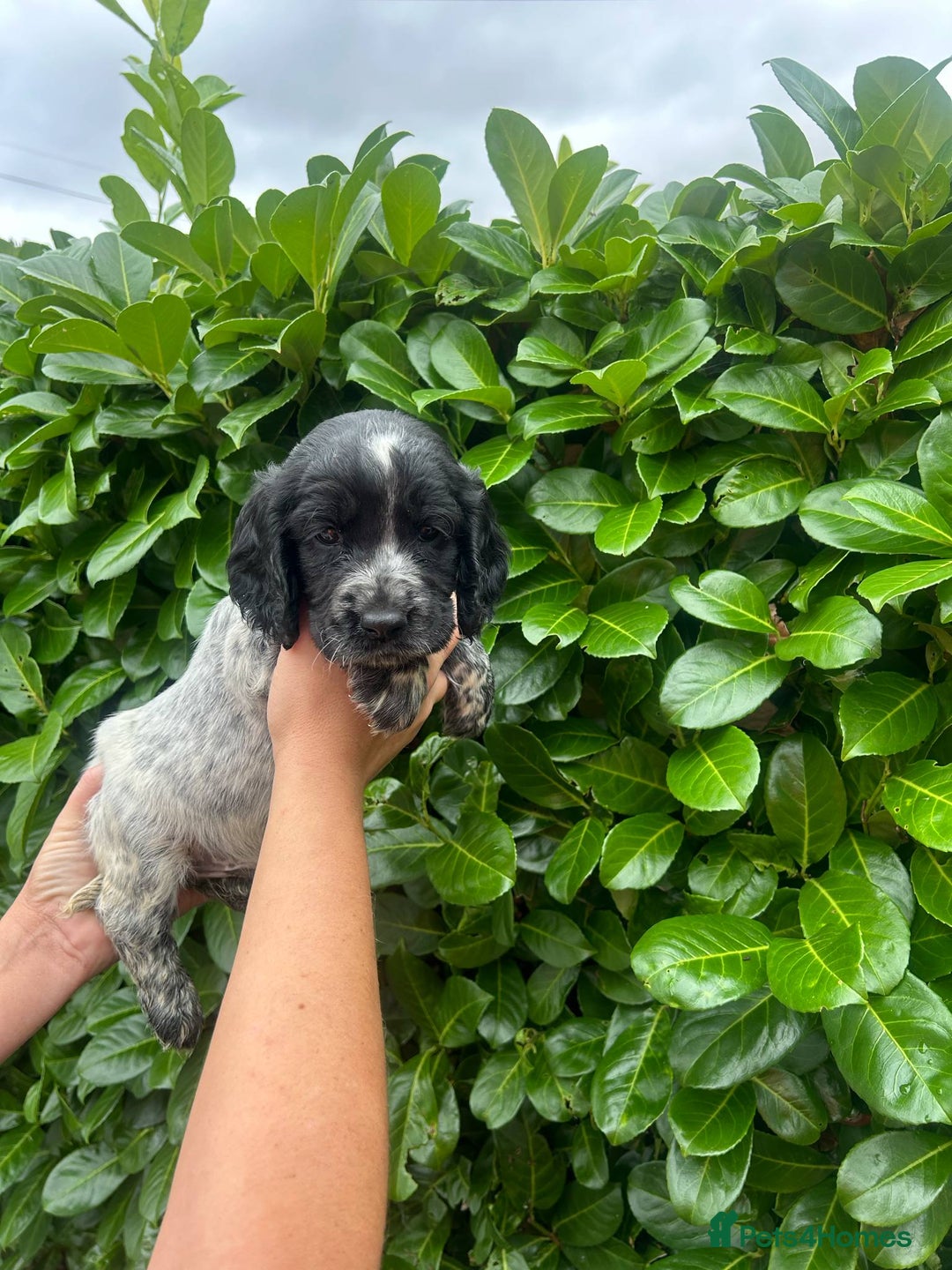 Cocker Spaniel dogs for sale: Beautiful litter of working cocker spaniel puppy’s - Image 2