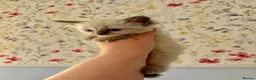 Ragdoll cats for sale: Remarkable Ragdolls  - Advert 7