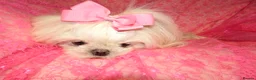 Maltese dogs for sale: Babydoll KC Registered Korean Maltese Adult Girl in Bishop Auckland - Advert 8