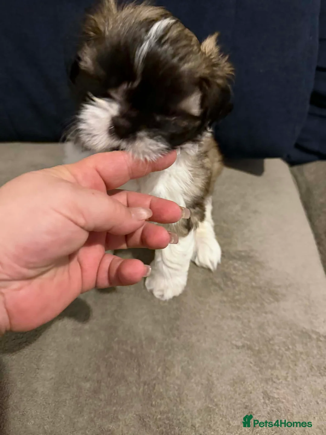 Shih Tzu dogs for sale: Beaty Little boy  - Advert 3