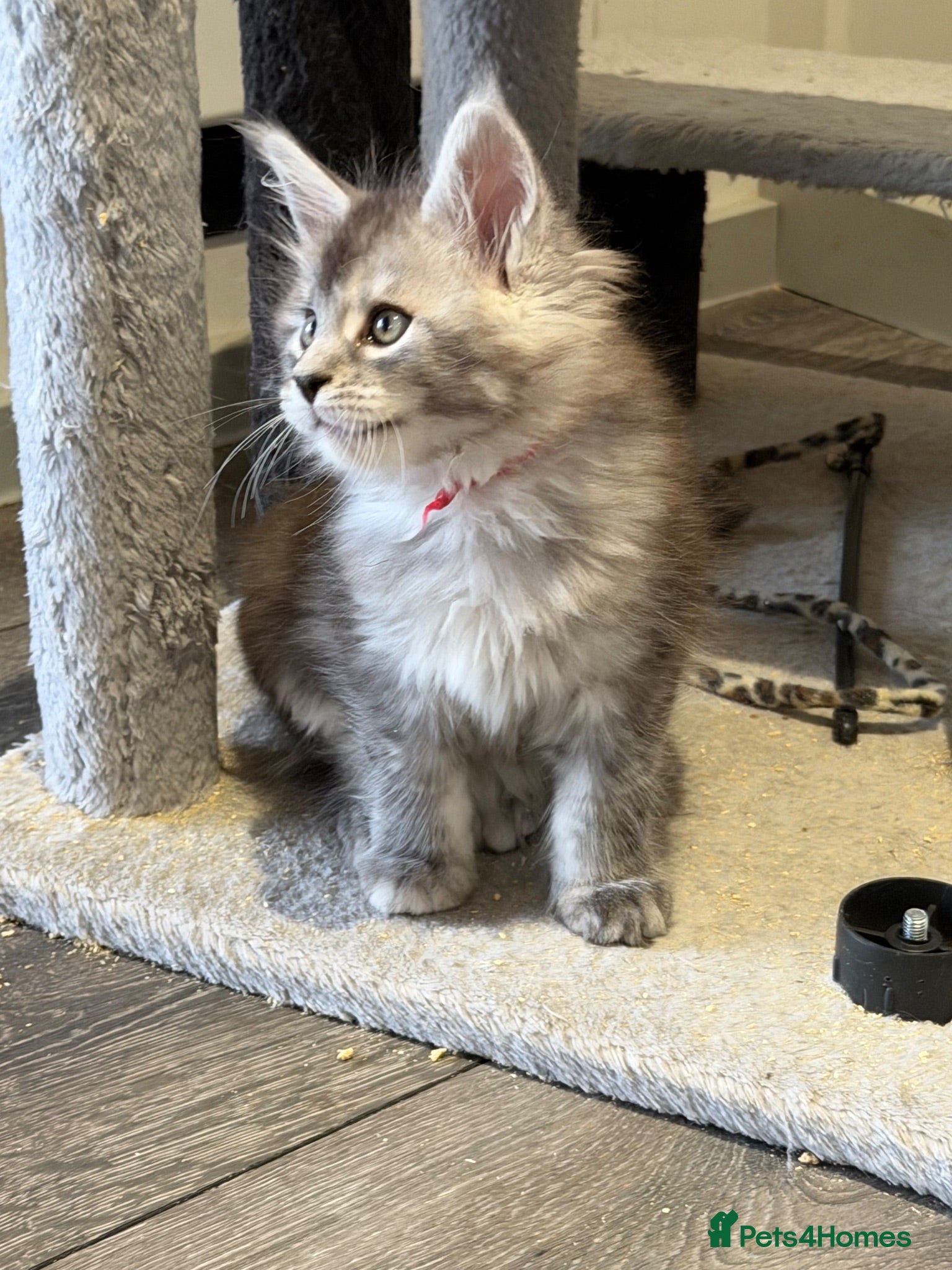 Maine Coon cats Beautiful black smoke & silver shaded Maine coons  - Advert 1
