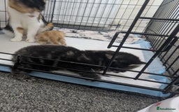Mixed Breed cats for sale: Beautiful kittens - Image 11