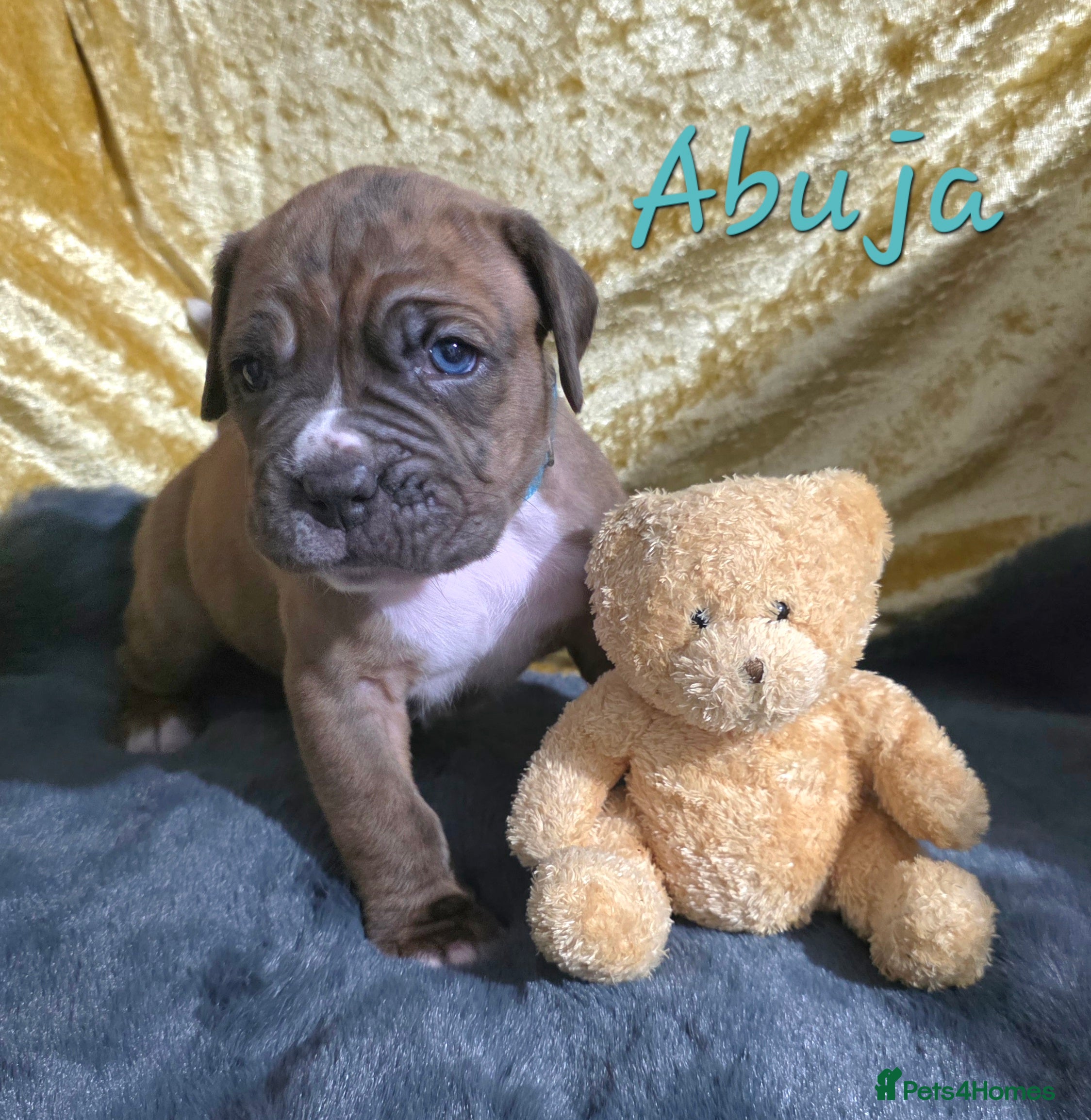 Boxer dogs Very unusual & Rare Boxer cross - Advert 16