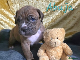 Boxer dogs Very unusual & Rare Boxer cross - Advert 3