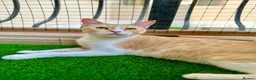 Mixed Breed cats for adoption: Female Rescue Cat for Indoor-Only Adoption - Advert 2