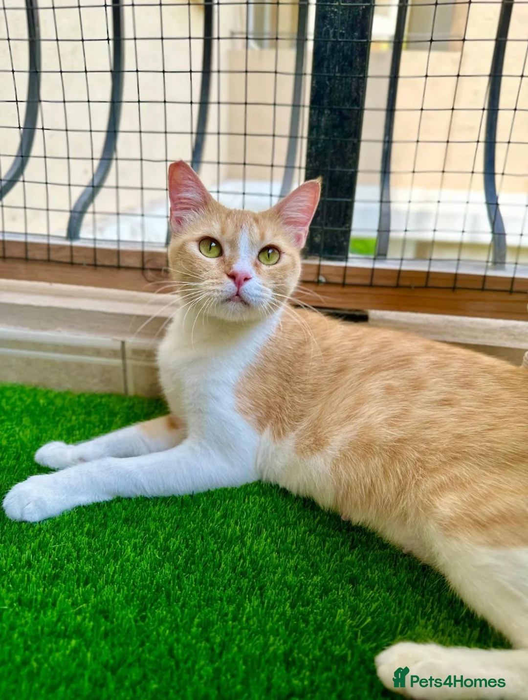 Mixed Breed cats for adoption: Female Rescue Cat for Indoor-Only Adoption - Advert 2