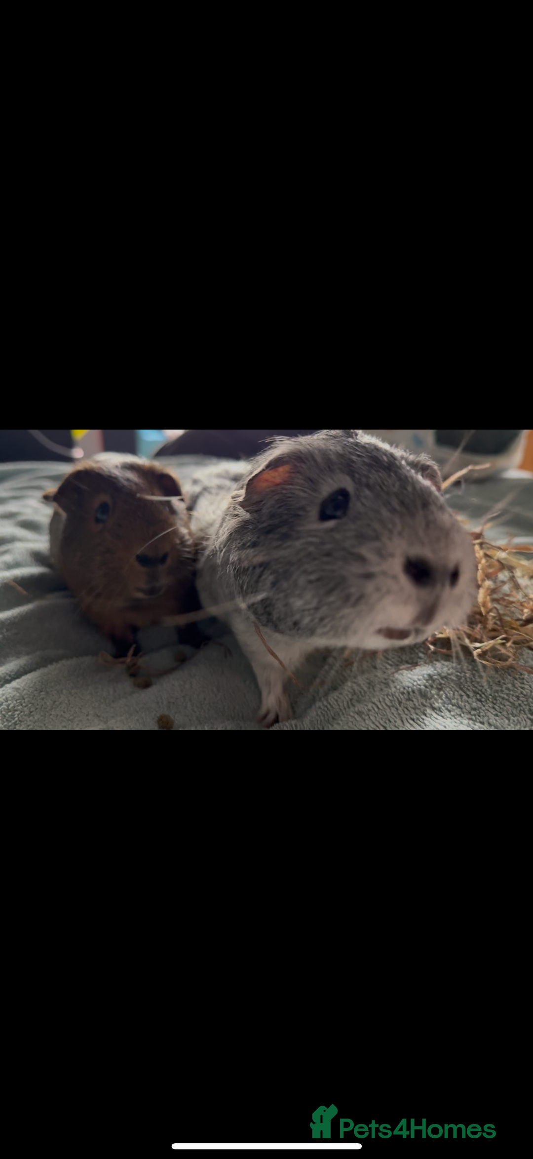 Guinea Pig rodents for sale: Two Adorable Guinea Pigs Looking for a Loving Home - Image 4