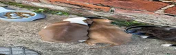 Mixed Breed dogs for sale: Bully manya pupy  - Advert 8