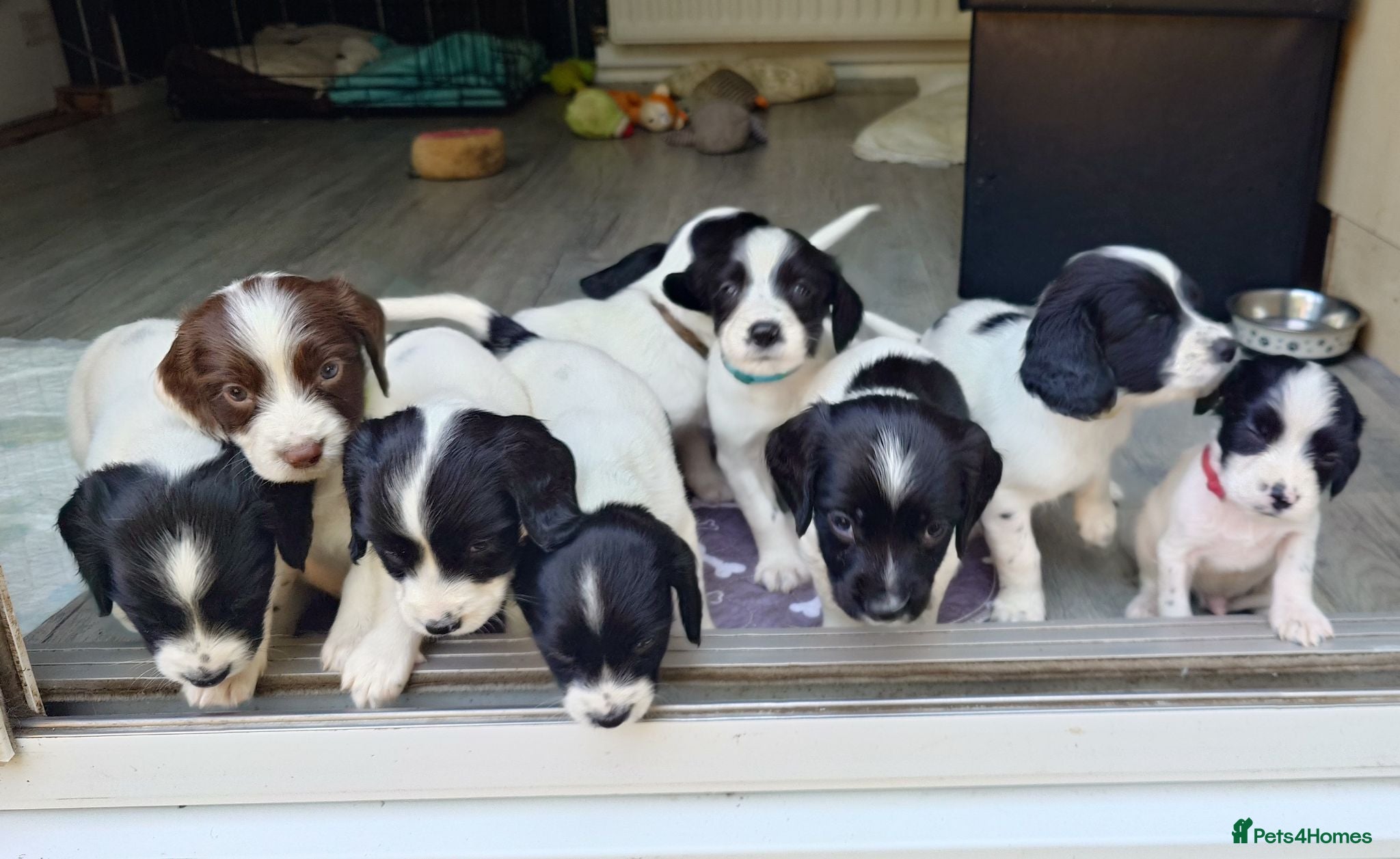 English Springer Spaniel dogs 7 x English Springer Spaniel puppies for sale - Advert 2