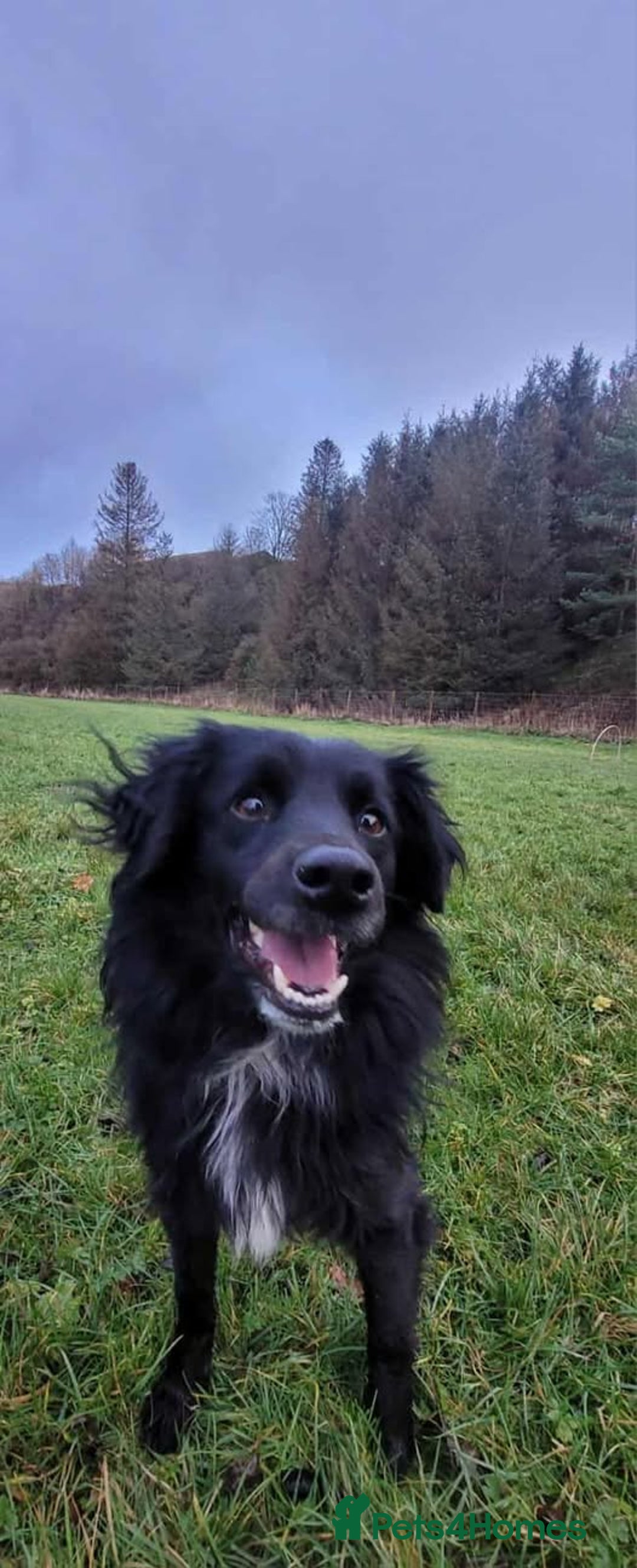 Mixed Breed dogs for adoption: Meet Nero - Advert 4